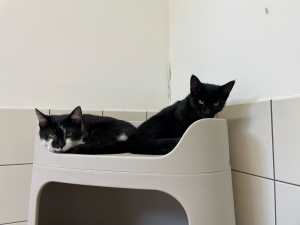 Fundkatze 13. 08.2024